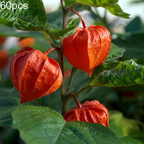 Mggsndi 60Pcs Physalis Alkekengi Seeds Garden Fruit Growing Yard Bonsai Decor Plant - Heirloom Non GMO - Seeds for Planting an Indoor and Outdoor Garden Red Physalis Alkekengi - Thumbnail 2