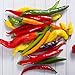 David's Garden Seeds Pepper Cayenne Blend D03020 (Multi) 25 Heirloom Seeds