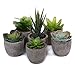 T4U Artificial Succulent Plants Potted, Mini Fake Succulent Plants in Pots for Home Office Wedding Decoration Pack of 6