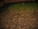 Nemasys Leatherjacket Killer 100sqm Pack view 5