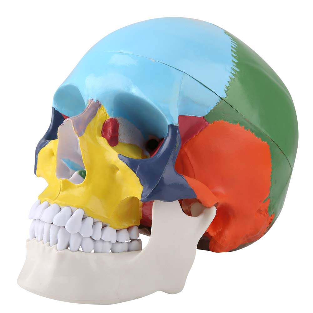 Human Anatomy Skull Model Didactic Version Palm-Sized Coloured Adult Human Skull Anatomical Model Skull Puzzle Exploded Skull Medical Teaching Learning