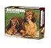 Just Dachshunds 2020 Box Calendar (Dog Breed Calendar)