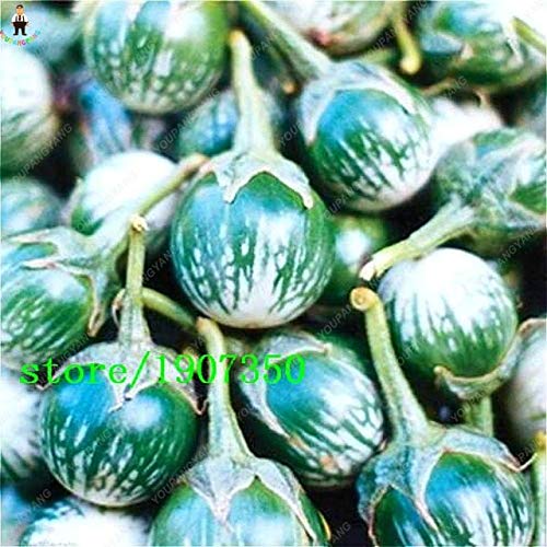 AGROBITS! Bonsai 100Pieces / Bolsa Deliciosa Berenjena púrpura ...