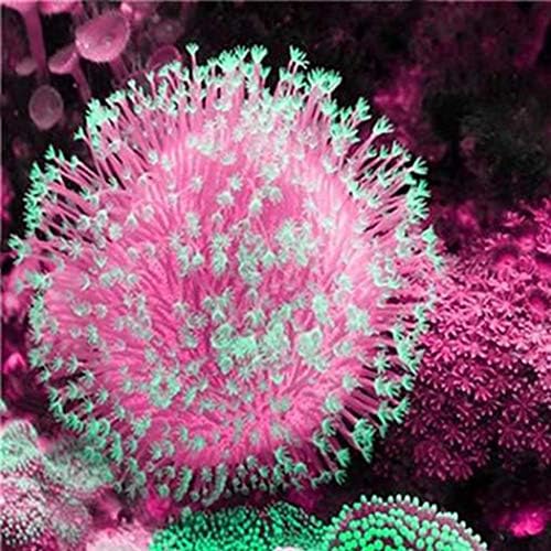 Onbio 100pcs/ Bag Mixed Fluorescent Water Grass Seeds Aquarium Decor Herb Plants Aquatic Plants