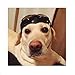 Stock Show Dog Helmet, 1Pc Funny Cool Pet Doggie Motorcycles Bike Helmet Cap Hat for Sun Rain Protection Cats Puppy Cute Helmet Hat Coustume for Small Medium Cats Dogs, Black M