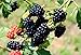(1 gallon) Blackberry "APACHE" - Huge Sweet,Thornless-ERECT Variety, Large. High Yeilding Juicy, Jumbo Berries