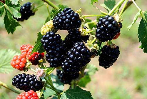 (1 gallon) Blackberry 