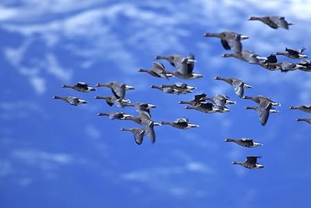 Amazon Co Jp A3 ポスター アヒル空飛んでいる鳥群れ雲 壁紙ウォールステッカーポスター A3 4x297mm Generic