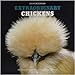 Extraordinary Chickens 2019 Wall Calendar