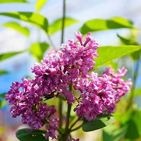 Amazon ライラック 苗 紫青 紫花 品種 ミッシェル ブッチャー ポット苗 庭木 植木