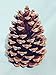 Bixby Blossom Farms Bag of 10 Pine Cones