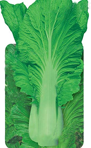 Sweet High stalks Thick Leaf Chinese Mustard Vegetable Seeds 8g 5000 Seeds GAI Choy GAI Choi åŽšè‚‰èŠ¥èœ ç›–èœ