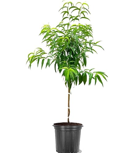 Amazon.com : Dixieland Peach Tree, Southern Classic, Bursting with