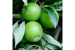 Granny Smith Apple Tree - Grow Fresh Fruit - Live Plants Shipped 3 to 4 Feet Tall by DAS Farms (No California)