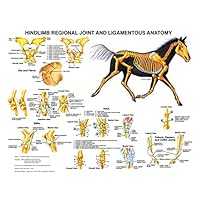 Equine Hindlimb Regional Joint Bone Anatomy Chart Horse