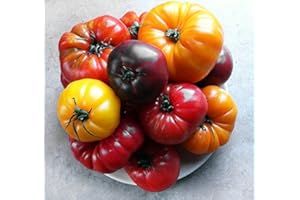 HARLEY SEEDS This is A Mix!!! 30+ Rainbow Deluxe Tomato Seeds Mix 16 Varieties, Heirloom Non-GMO, Indeterminate, Old German, Chocolate Stripes, Ukrainian Purple, Amish Paste USA