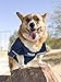 NFL DALLAS COWBOYS DOG Jersey, XX-Large