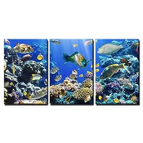 Coral and Fish in The Red Sea Egypt x3 Panels
