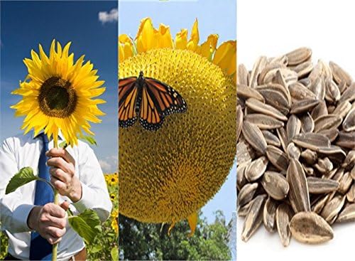 HEIRLOOM NON GMO Giant Israeli Sunflower 10 Seeds (Rare)