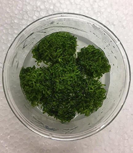 Beautiful Popular Carpet Aquatic Plant (Riccia fluitans T/C Cup Loose)