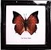 DSB BTF01G Butterfly Framed the Tawny Rajah Specimen Gift Display Insect Taxidermy