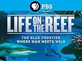 Life on the Reef