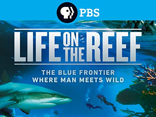 Life on the Reef