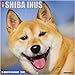Shiba Inus 2019 Wall Calendar (Dog Breed Calendar)