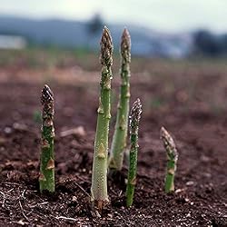Asparagus Seeds - UC 157 F1 - Asparagus officinalis