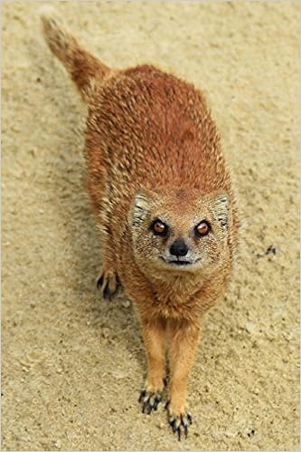 Say Hello To The Yellow Mongoose Journal 150 Page Lined Notebook Diary Image Cool Amazon Com Books Say Hello To The Yellow Mongoose Journal 150 Page Lined Notebook Diary Image Cool Amazon Com Books