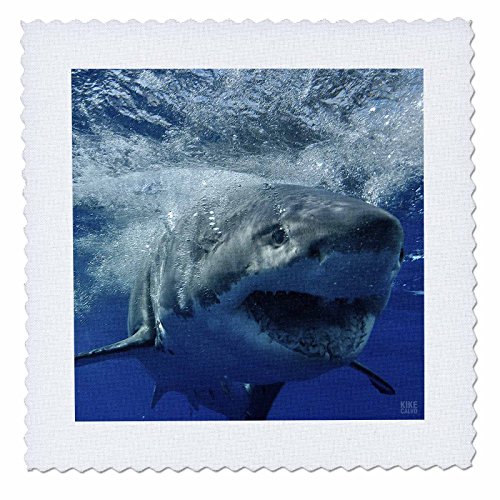 3dRose qs_10587_1 Great White Shark-Quilt Square, 10 by 10-Inch
