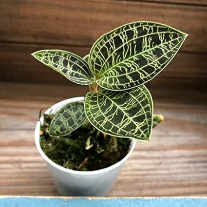 ジュエルオーキッド 葉が茶色 Lopeopga