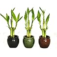 KL Design & Import - 3 Colors Bamboo Style Mini Ceramic Vases and total 9 Stalks of Lucky Bamboo