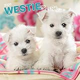 West Highland White Terrier Puppies 2020 12 x 12 Inch Monthly Square Wall Calendar, Animals Dog Bree by 