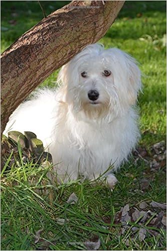 coton de tulear singapore