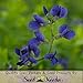 Package of 450 Seeds, Wild Blue Indigo (Baptisia australis) Non-GMO Seeds by Seed Needs