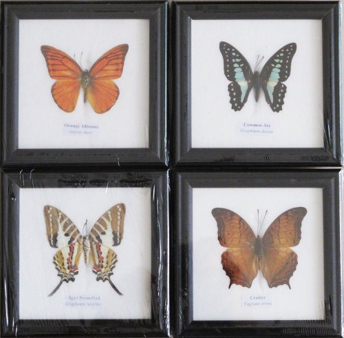 REAL MIXS 4 BUTTERFLIES DISPLAY INSECT TAXIDERMY IN FRAMED FOR COLLECTIBLES