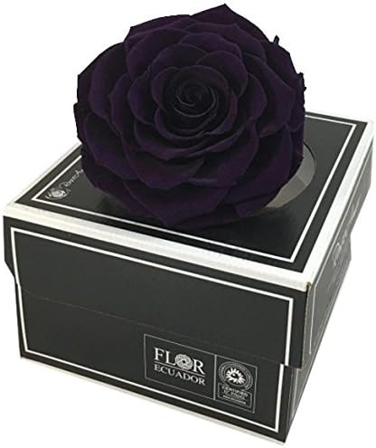 KIKA DECO Inactive Products (Purple)