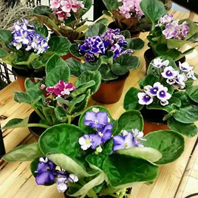 JMBAMBOO Four African Violet Plants - Easy Care Indoor Blooming Houseplant Collection, Assorted Colors