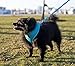 EcoBark Dog Leash - Soft & Reflective Comfort Training Leashes with Padded Handle - Strong Durable Heavy Duty - Training and Pulling for Small, Medium or Large Dogs (Sky Blue)