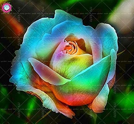 Amazon Co Jp 100ピースブラック ホワイトローズ美しい珍しい花多年生屋内または屋外の植物ポットdiyハウス庭の花 16 Home Kitchen