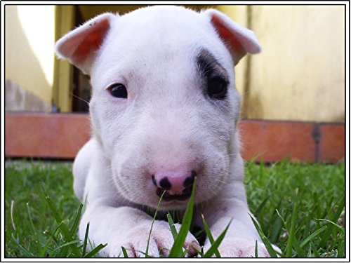 Package of Four (4) English Bull Terrier Dog Dogs Puppy Puppies Greetings Greeting Stationery Notecard Notecards with Envelopes