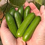 Mini-Me Cucumber Seeds | 10+ Seeds | Grow your own