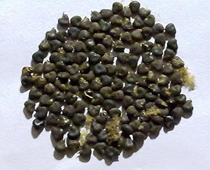 Image result for thuthi seeds