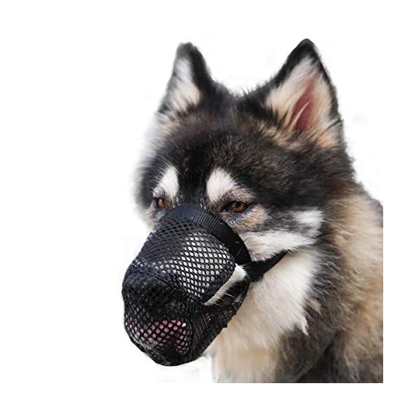 dog muzzle to prevent biting