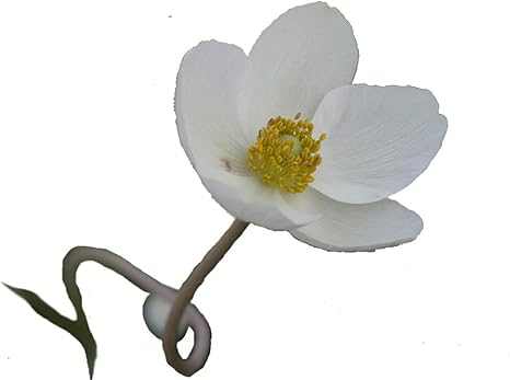 Amazon 白花アネモネ 花