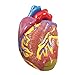Hypertension Organ Model Set