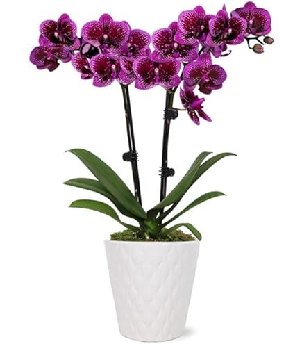 Amazon.com: Dendrobium Orchid - 4
