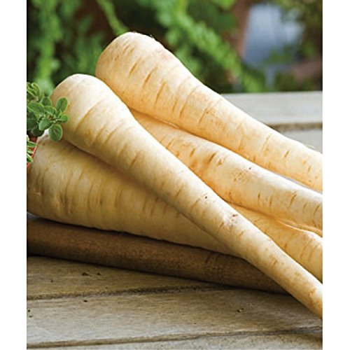 Heirloom 1000 Seeds - PARSNIP IMPROVED HOLLOW CROWN Pastinaca Sativa Vegetable Seeds