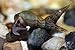 20+ Malaysian Trumpet Snails, 1/4-3/4 inch - Excellent Freshwater Tank Cleaners, consumers of Bottom Debris and Food Remains, Algae Eaters!